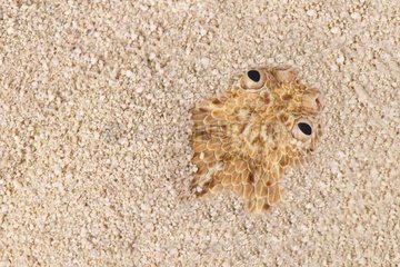 Peringueyi's adder (Bitis peringueyi) in sand