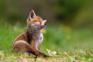 Red fox (Vulpes vulpes) young scratching  Grand Est  France