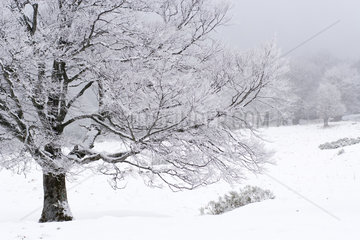 Isolated tree in the snow  Reserve Chaudefour Valley  PNR Volcans d'Auvergne  Auvergne  France