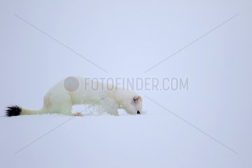 Ermine ( Mustela erminea ) in white coat of winter scratching on snow  Prealps.