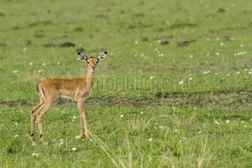 Kenya  Masai-Mara game reserve  Impala (Aepyceros melampus)  fawns