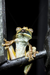 Rosenberg's tree frog (Hypsiboas rosenbergi) eating a Weevil near a house  Chocó colombiano  Ecuador