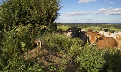 Badger (Meles meles) Badger and cattle near an edge  England  Summer