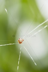 Crab-spider (Gasteracantha cancriformis) on its web - Montserrat Island