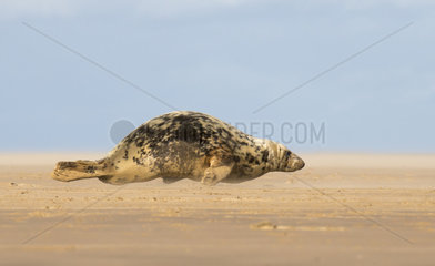 Grey seal (Halichoerus grypus) Grey seal on the beach at sunrise in winter  England