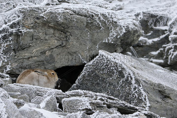Mpuntain Hare ( Lepus timidus ) brown coat in late summer under the ice   Alps  Switzerland.