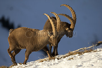Alpine ibex (Capra ibex) males in rut  Valais Alps  Switzerland.