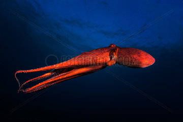 Octopus (Octopus sp) swimming in open water  Reunion Island  Indian Ocean.