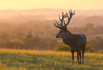 Red deer (Cervus elaphus) silhouette on the crest of a hill at sunset in Autumn  England