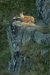 Chamois resting on a rock in the Hohneck massif