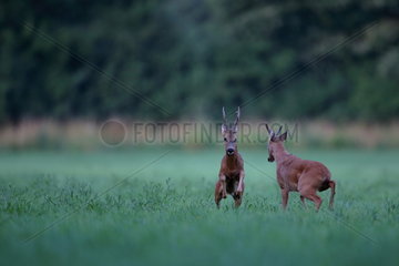Roe Deer (Capreolus capreolus) Bucks fighting during the rut  Grand Est  France