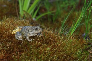 Midwife toad ( Alytes obstetricans ) with his ??laying on his back