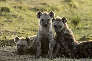 Kenya  Masai-Mara game reserve  spotted hyena (Crocuta crocuta)  young ones at the den