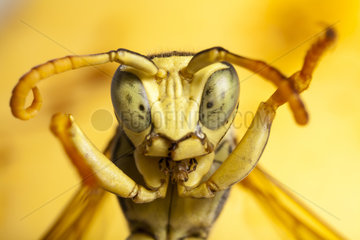 Papaer Wasp (Polistes biglumis) male in defensive posture  France