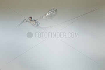 Mayfly(Ephemera glaucops) in mist  Spain