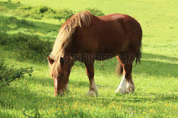 Breton draft horse (Equus caballus) grazing in a meadow  Ploemeur  Brittany  France