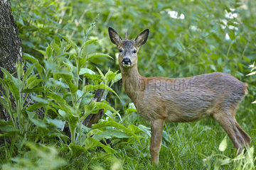 Roed deer (Capreolus capreolus) in spring  France