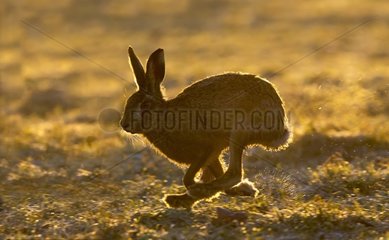 Brown hare (Lepus europaeus) Brown hare running in a frozen meadow at sunrise  England  Winter