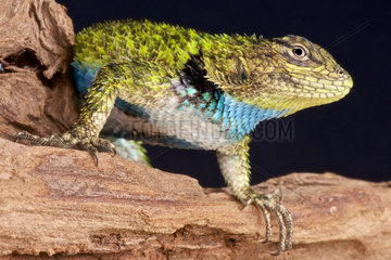 Emerald spiny lizard (Sceloporus malachiticus)  Panama