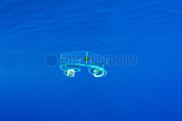 Venus Girdle Comb Jelly  Cestum veneris. Also known as Cestid Comb Jelly  It is shaped like a wing or ribbon. It is transparent  or is variable in color. The comb rows are all on one side of the ribbon  while the mouth is on the other side. Roca Partida c