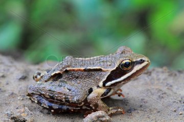 Caucasus frog (Rana macrocnemis)  Arménia