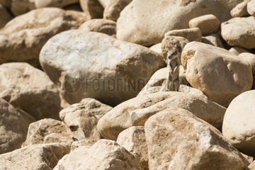 Barbary ground squirrel (Atlantoxerus getulus) on rocks - Region of Tafraoute  Morocco