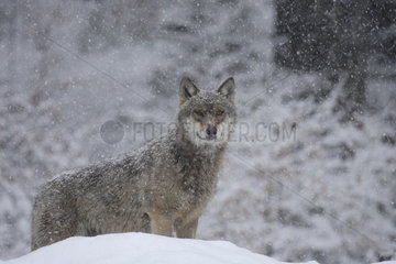 European gray wolf (Canis lupus) in the snow  Bayerischer Wald  Germany