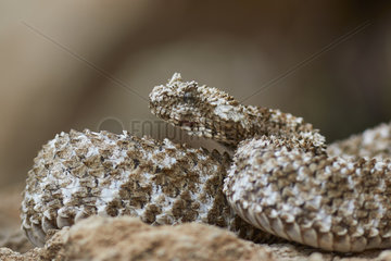 Portrait of Spider-tailed horned viper (Pseudocerastes urarachnoides)  Zagros Mountains  Ilam Province  Iran