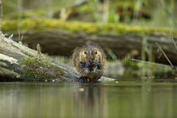 Coypu (Myocastor coypus) grooming at the edge of the water - France Alsace