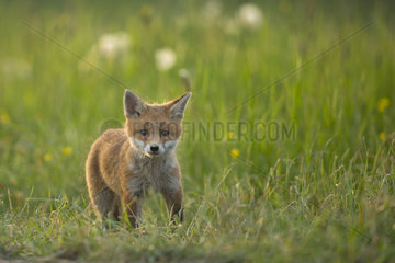 Red fox (Vulpes vulpes ) young in grass   Country Fribourg   Switzerland