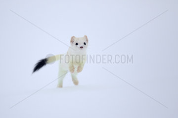 Ermine ( Mustela erminea ) in white coat of winter running on snow  Prealps.