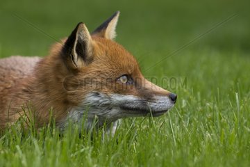 Red fox (Vulpes vulpes) Fox head details. England  Spring