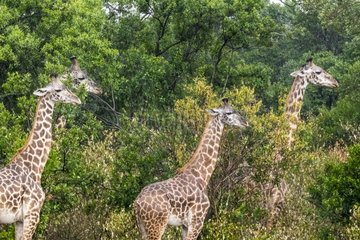 Kenya  Masai-Mara Game Reserve  Girafe masai (Giraffa camelopardalis)  under the rain