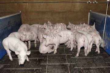 Piglets in a breeding pigs in Saint-Thonan  Brittany  France