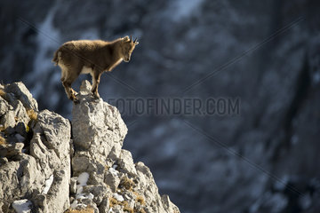 Young Alpine Ibex (Capra ibex) on rock  Alps   Switzerland.