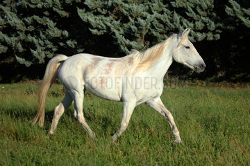 White horse walking in a meadow  France