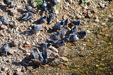 Pigeons group come to drink and cool off in the Tarn. Occitania  France