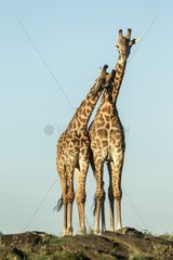 Kenya  Masai-Mara Game Reserve  Girafe masai (Giraffa camelopardalis)