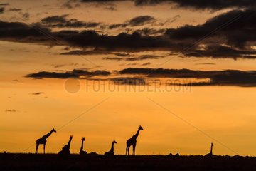 Kenya  Masai-Mara Game Reserve  Girafe masai (Giraffa camelopardalis)  at sunrise