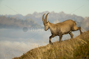 Alpine ibex (Capra ibex) male walking  Valais Alps  Switzerland.