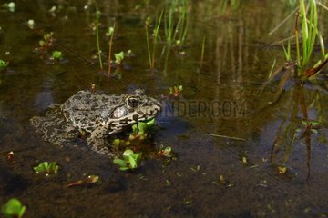 Lowland Frog (Rana - Pelophylax - ridibunda) in marsh