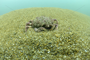 Spider crab (Maja brachydactyla) on sandy bottom around the island of Oléron  Atlantic Ocean  France