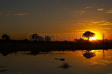 Sonnenaufgang auf dem Okavango Delta Botswana
