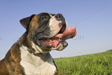 Boxer schnappt mit einer hängenden Zunge Frankreich