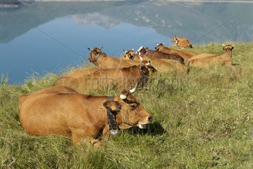 Tarine Cows in moutain pasture Lake of the Mont Cenis France