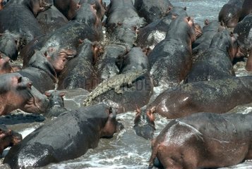 Crocodile on the back of an Hippopotamus in a group Zambia