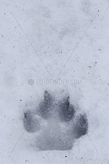 Print of wolf in the snow in a forest Bialowieza Poland