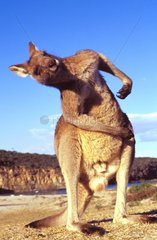 East Grey Känguru kratzt NSW Australien