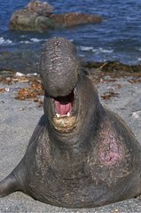 Eléphant de mer du nord mâle grognant Mexique