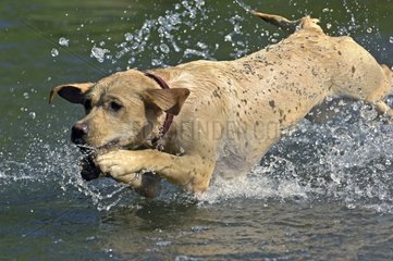 Labrador in Wasser Frankreich